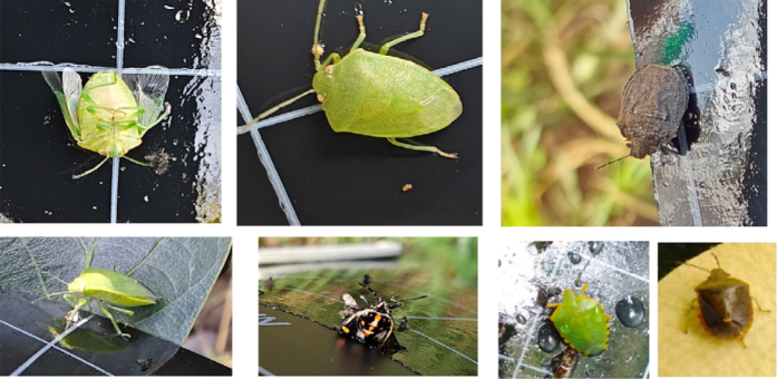 Different species and life stages of stink bugs caught on sticky traps in avocado orchards